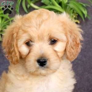 Josie, Cavachon Puppy