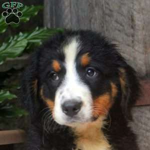 Josie, Bernese Mountain Dog Puppy