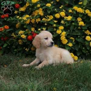 Josie, Golden Retriever Puppy