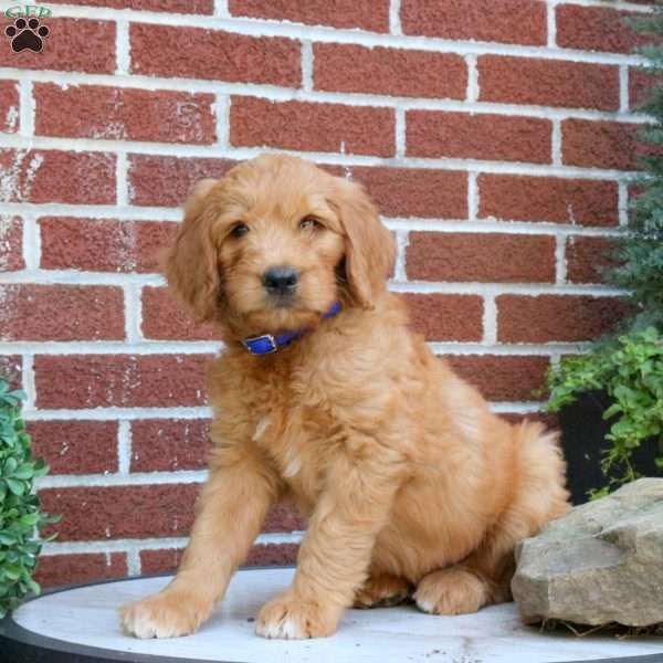 Journey, Goldendoodle Puppy