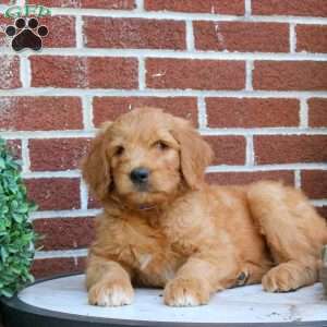 Journey, Goldendoodle Puppy