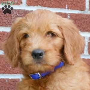 Journey, Goldendoodle Puppy