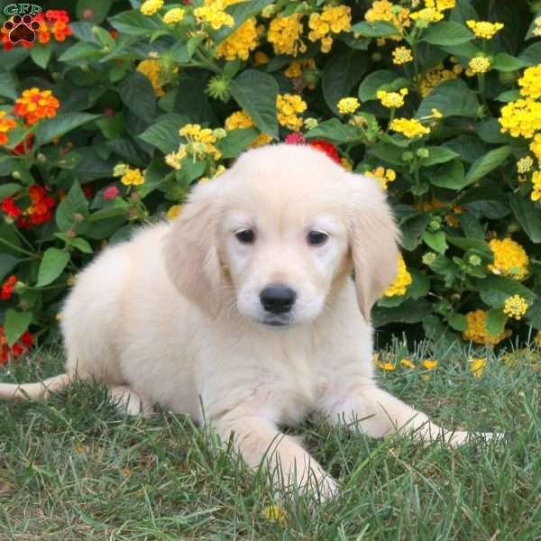 Joy, Golden Retriever Puppy