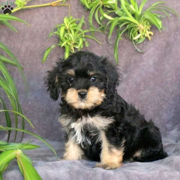 Joy, Cavachon Puppy
