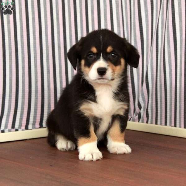 Joy, Welsh Corgi Mix Puppy