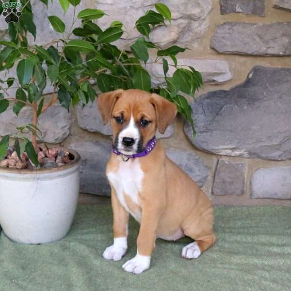 Joy, Boxador Puppy