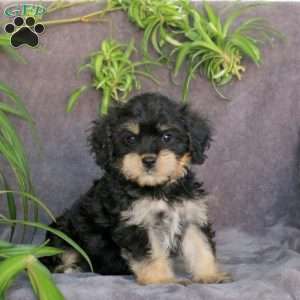 Joy, Cavachon Puppy