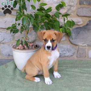 Joy, Boxador Puppy