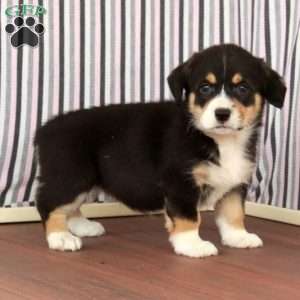 Joy, Welsh Corgi Mix Puppy