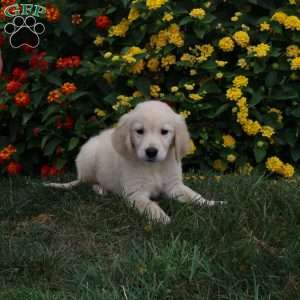 Joy, Golden Retriever Puppy