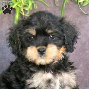 Joy, Cavachon Puppy