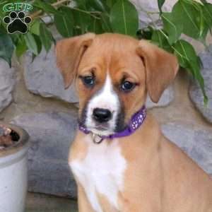 Joy, Boxador Puppy