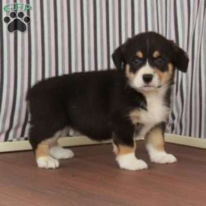 Joy, Welsh Corgi Mix Puppy