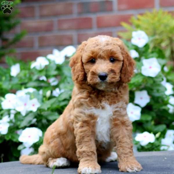 Joy, Mini Goldendoodle Puppy