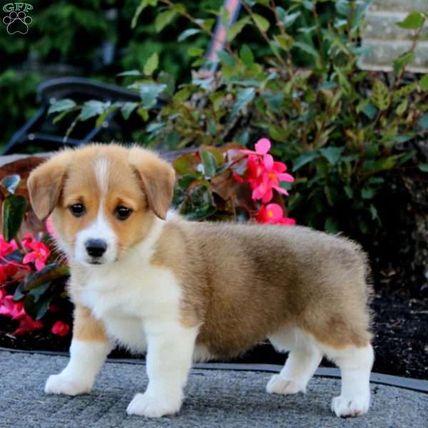 Joy, Pembroke Welsh Corgi Puppy