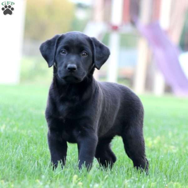 Joy, Black Labrador Retriever Puppy