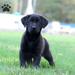 Joy, Black Labrador Retriever Puppy
