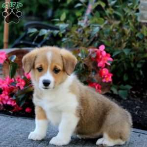 Joy, Pembroke Welsh Corgi Puppy