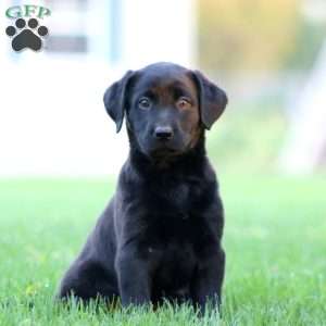 Joy, Black Labrador Retriever Puppy
