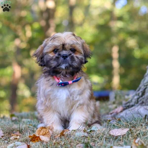 Joyce, Lhasa Apso Puppy