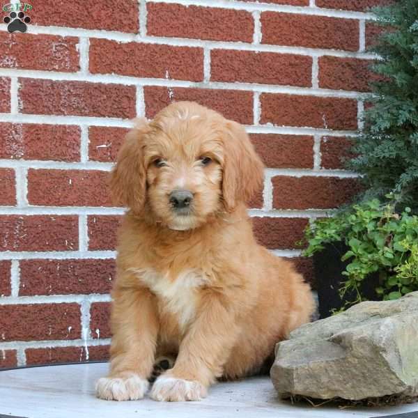 Jubilee, Goldendoodle Puppy