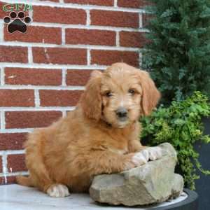Jubilee, Goldendoodle Puppy