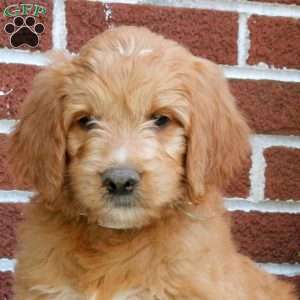 Jubilee, Goldendoodle Puppy