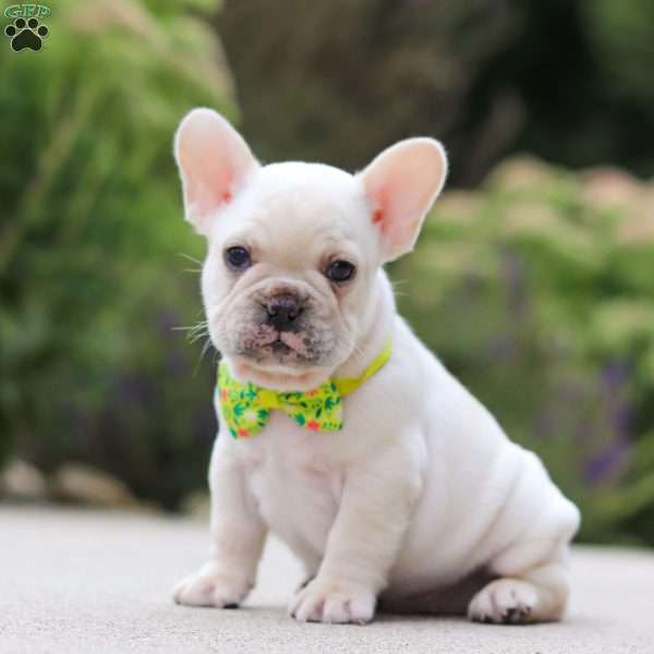 Jude, French Bulldog Puppy