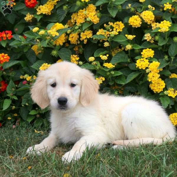 Jude, Golden Retriever Puppy