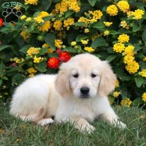 Jude, Golden Retriever Puppy
