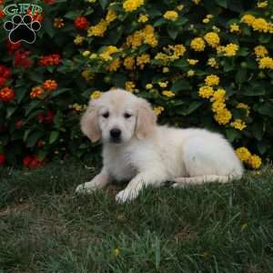 Jude, Golden Retriever Puppy