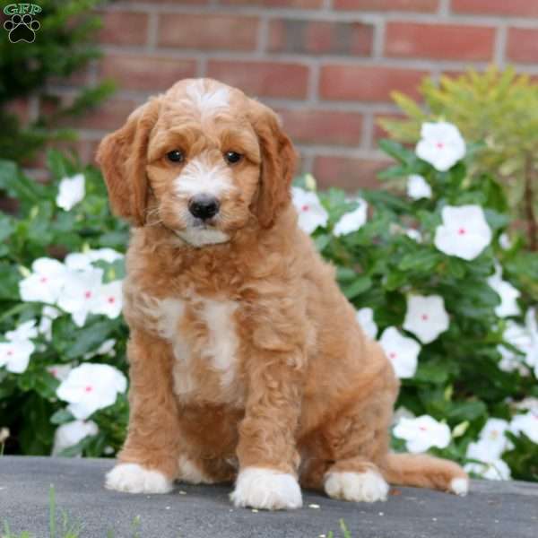 Jude, Mini Goldendoodle Puppy