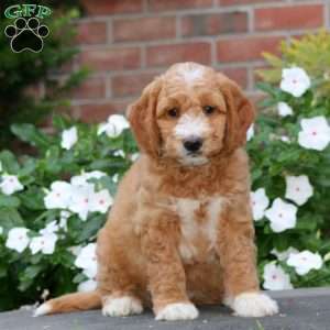 Jude, Mini Goldendoodle Puppy