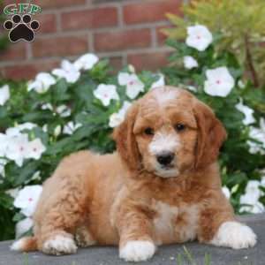 Jude, Mini Goldendoodle Puppy