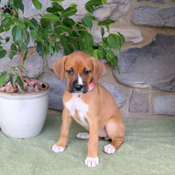 Julia, Boxador Puppy