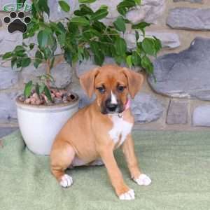 Julia, Boxador Puppy