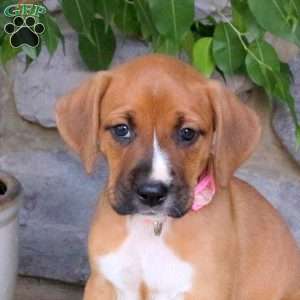 Julia, Boxador Puppy
