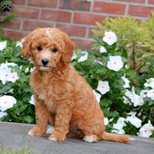 Julia, Mini Goldendoodle Puppy