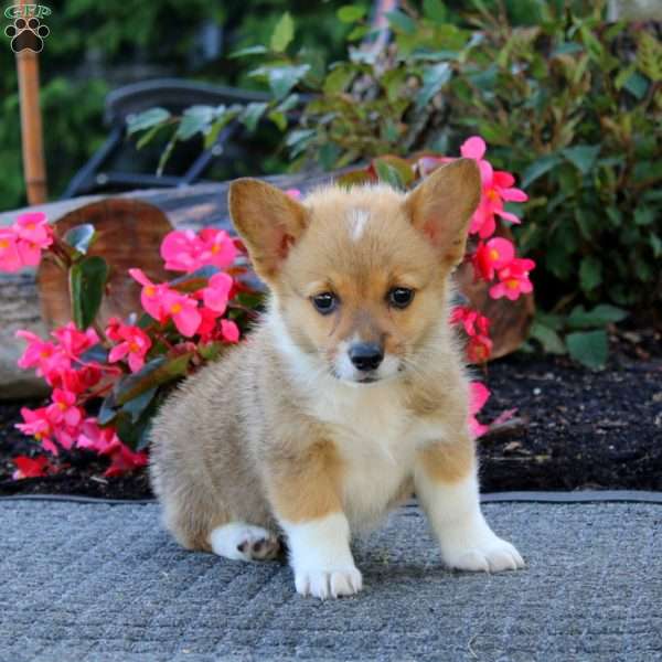 Julia, Pembroke Welsh Corgi Puppy
