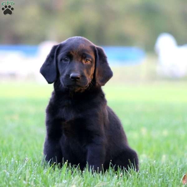 Julia, Black Labrador Retriever Puppy