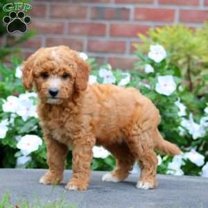 Julia, Mini Goldendoodle Puppy