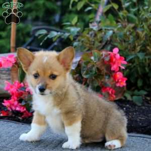 Julia, Pembroke Welsh Corgi Puppy