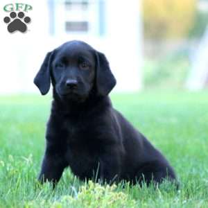 Julia, Black Labrador Retriever Puppy