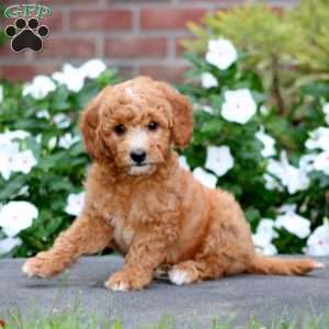 Julia, Mini Goldendoodle Puppy