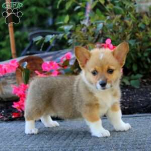 Julia, Pembroke Welsh Corgi Puppy