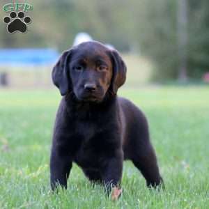 Julia, Black Labrador Retriever Puppy