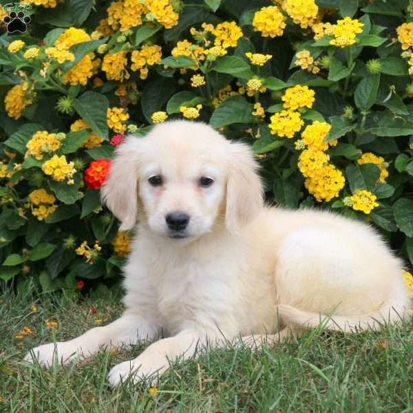 Julie, Golden Retriever Puppy