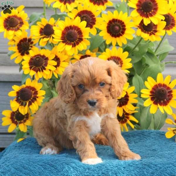 Julie, Cavapoo Puppy
