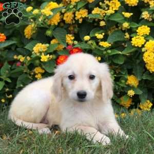 Julie, Golden Retriever Puppy