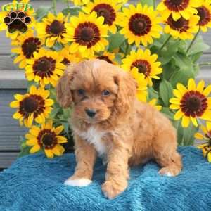 Julie, Cavapoo Puppy